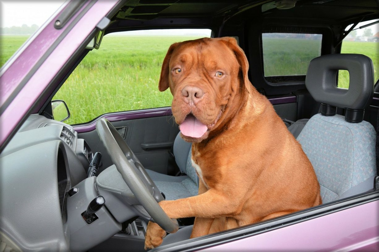 dog-driving-car